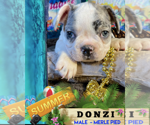 French Bulldog Puppy for sale in HEATHROW, FL, USA