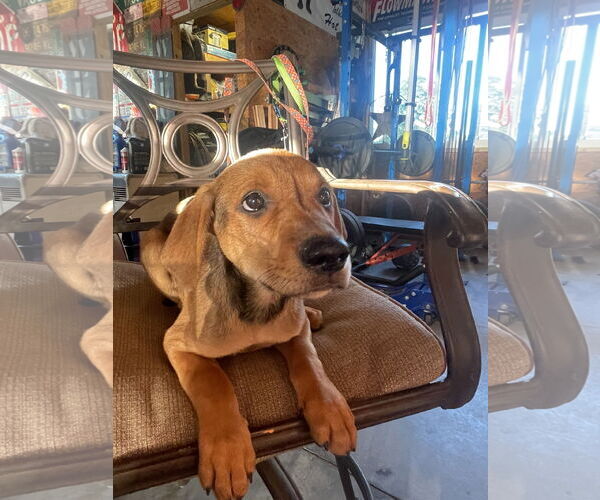 Medium Photo #2 Labrottie Puppy For Sale in Kannapolis, NC, USA