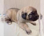 Small Photo #1 Mastiff Puppy For Sale in WEATHERFORD, TX, USA