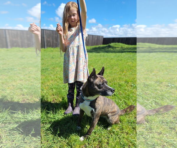 Medium Photo #2 Mutt Puppy For Sale in Chico, CA, USA