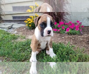 Boxer Puppy for sale in SHILOH, OH, USA