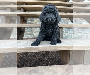 Goldendoodle-Poodle (Miniature) Mix Puppy for sale in CULLMAN, AL, USA