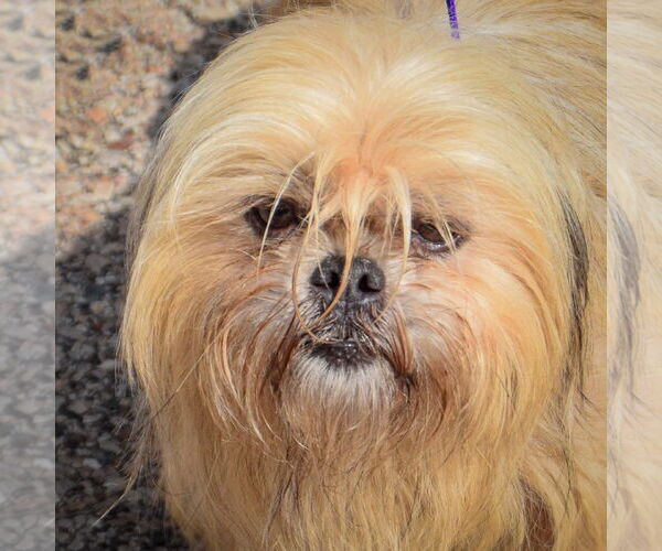 Medium Photo #6 Shih Tzu Puppy For Sale in Huntley, IL, USA