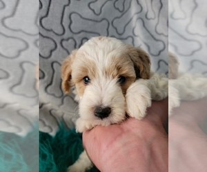 Goldendoodle (Miniature) Puppy for Sale in KENDALL, Wisconsin USA