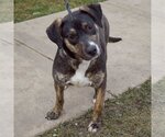 Small Photo #2 Catahoula Leopard Dog-German Shepherd Dog Mix Puppy For Sale in Huntley, IL, USA