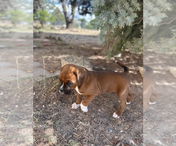 Medium Photo #23 Boxer Puppy For Sale in ESPANOLA, NM, USA