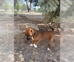 Small Photo #23 Boxer Puppy For Sale in ESPANOLA, NM, USA