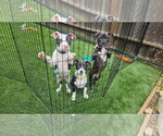Small #2 American Pit Bull Terrier