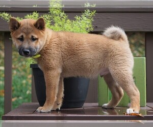 Shiba Inu Puppy for sale in FREDERICKSBG, OH, USA
