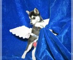 Small Photo #6 Alaskan Klee Kai Puppy For Sale in NORWOOD, MO, USA