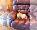 Small Photo #8 English Cream Golden Retriever-Poodle (Miniature) Mix Puppy For Sale in WEWOKA, OK, USA