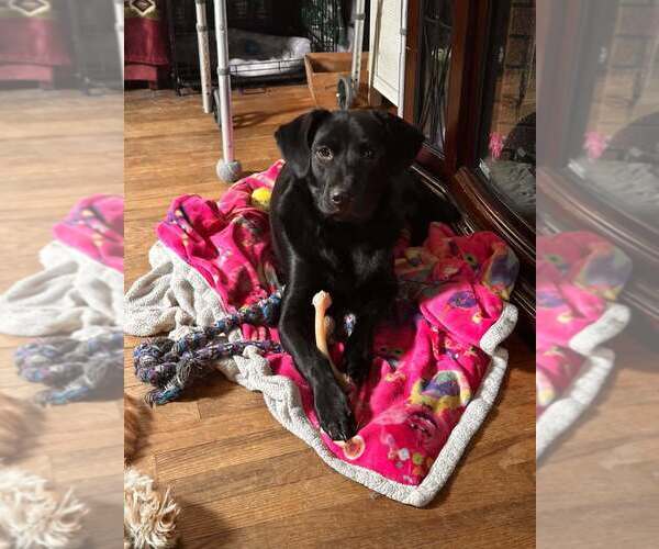 Medium Photo #15 Labrador Retriever-Unknown Mix Puppy For Sale in New York, NY, USA