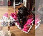 Small Photo #15 Labrador Retriever-Unknown Mix Puppy For Sale in New York, NY, USA