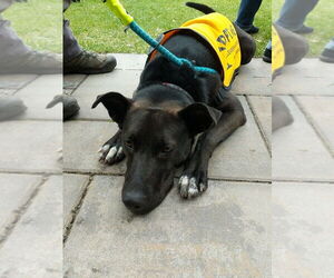 Mavi Lizman - Female Mutt Dog for Adoption - Photo #4