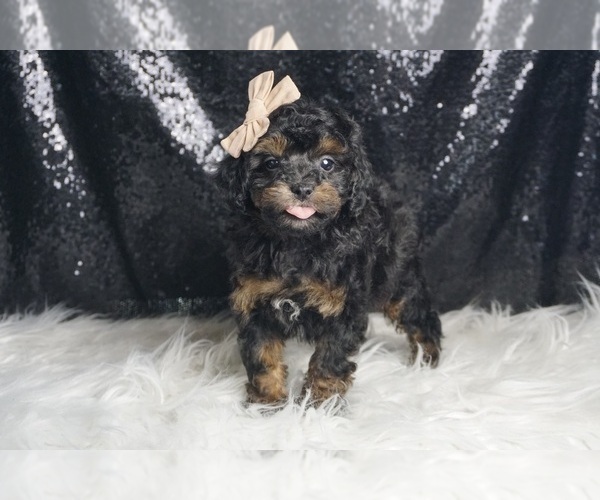 Medium Photo #2 Poodle (Toy) Puppy For Sale in WARSAW, IN, USA