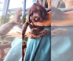 Small Photo #6 Wirehaired Pointing Griffon Puppy For Sale in CANYON LAKE, TX, USA