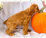 Zack - Male Cockalier Puppy for Sale - Photo #4