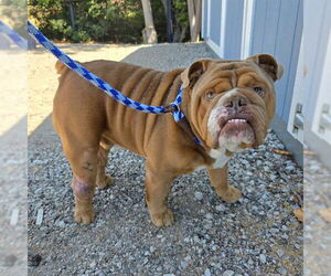 Bulldog Dogs for adoption in Long Beach, CA, USA