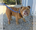 Small Bulldog