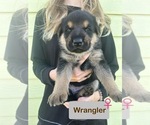 Puppy Puppy 2 Wrangl German Shepherd Dog