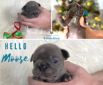Small Photo #8 French Bulldog Puppy For Sale in SOMERS, MT, USA