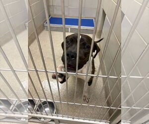 American Pit Bull Terrier-Unknown Mix Dogs for adoption in Virginia Beach, VA, USA