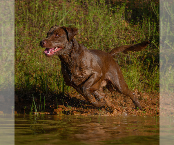 Medium Photo #1 Labradoodle Puppy For Sale in DEEPWATER, MO, USA