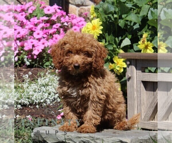Medium Photo #2 Poodle (Miniature) Puppy For Sale in QUARRYVILLE, PA, USA