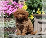Small #1 Poodle (Miniature)