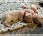 Small Photo #11 Dogo Argentino Puppy For Sale in BROOMALL, PA, USA