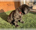 Small Photo #10 Cane Corso Puppy For Sale in NARVON, PA, USA