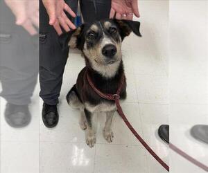Australian Shepherd-Unknown Mix Dogs for adoption in Corpus Christi, TX, USA