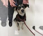 Small Australian Shepherd Mix