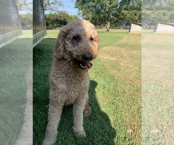 Medium Photo #1 Aussiedoodle Puppy For Sale in WOODLEAF, NC, USA