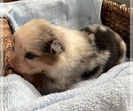 Small Photo #44 Australian Shepherd Puppy For Sale in LEBANON, IN, USA