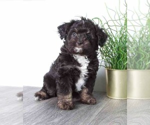 Aussiedoodle Puppy for sale in RED LION, PA, USA