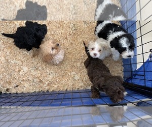 Maltipoo Puppy for sale in ESCONDIDO, CA, USA