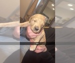 Small Photo #4 Goldendoodle Puppy For Sale in WILLARD, MO, USA