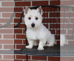 Small Photo #1 West Highland White Terrier Puppy For Sale in SYRACUSE, IN, USA