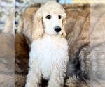 Small Photo #7 Poodle (Standard) Puppy For Sale in PASO ROBLES, CA, USA