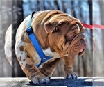 Small Photo #1 English Bulldog Puppy For Sale in CALIFORNIA, MO, USA
