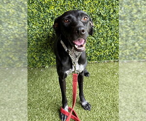 Labrador Retriever-Unknown Mix Dogs for adoption in Naples, FL, USA