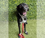 Small Labrador Retriever Mix