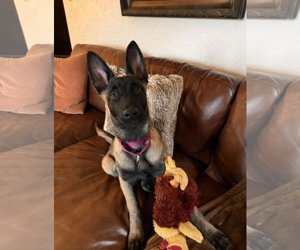 Medium Photo #2 Mutt Puppy For Sale in Gretna, NE, USA