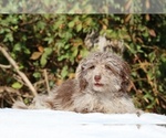 Small #20 ShihPoo