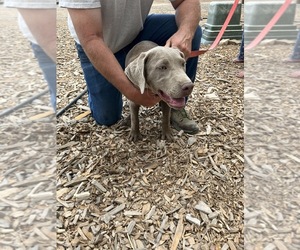 Labrador Retriever Puppy for sale in DELTA, CO, USA