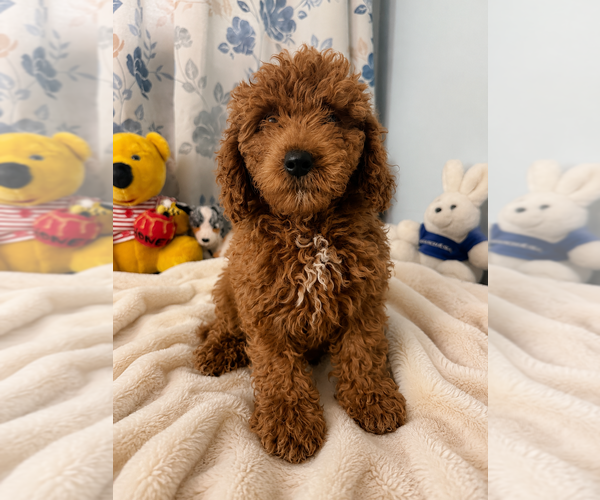 Medium Photo #3 Goldendoodle mix (+ Poodle Miniature) Puppy For Sale in DURHAM, CT, USA