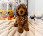 Small #2 Goldendoodle mix (+ Poodle Miniature)