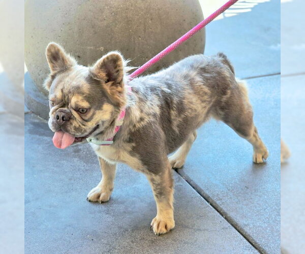 Medium Photo #5 French Bulldog Puppy For Sale in Chino Hills, CA, USA