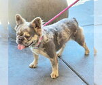 Small #4 French Bulldog